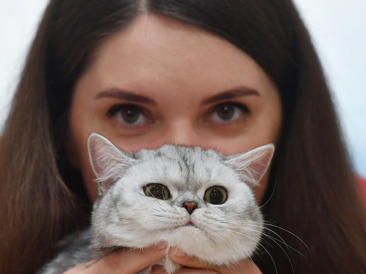 Кототерапия в действии