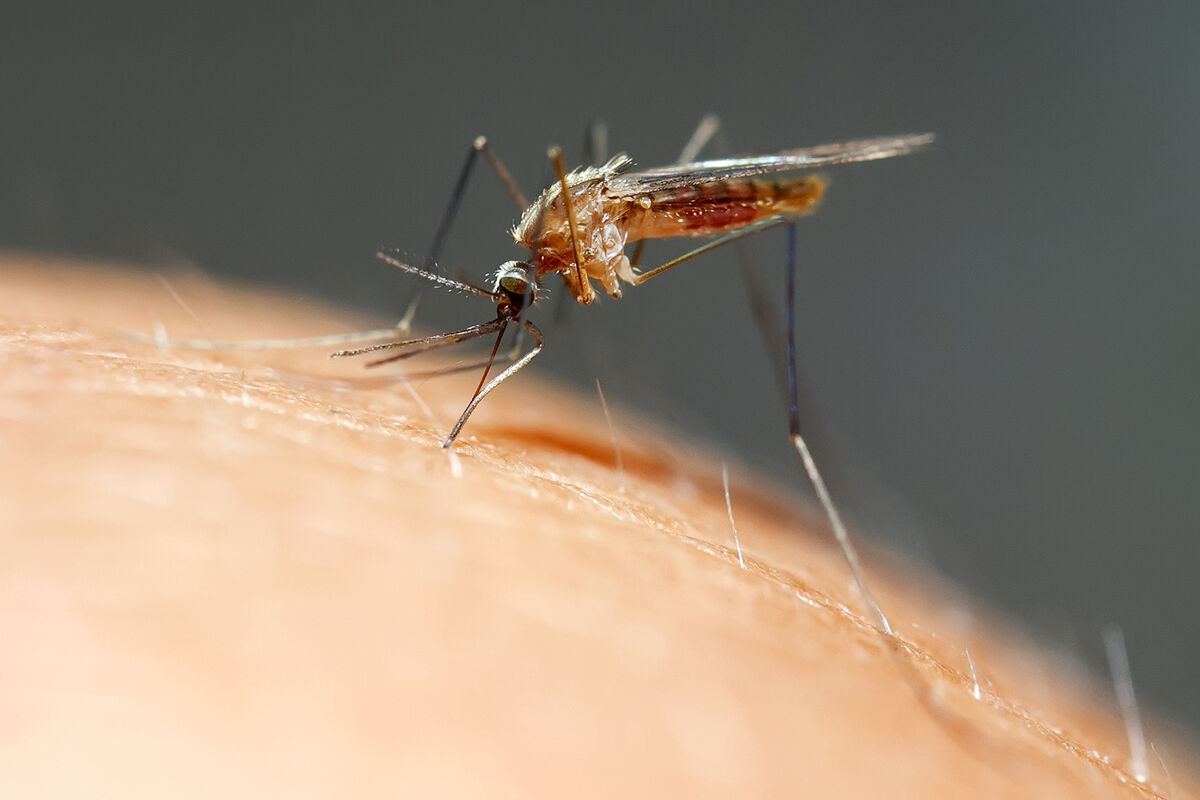 Малярийный плазмодий под микроскопом