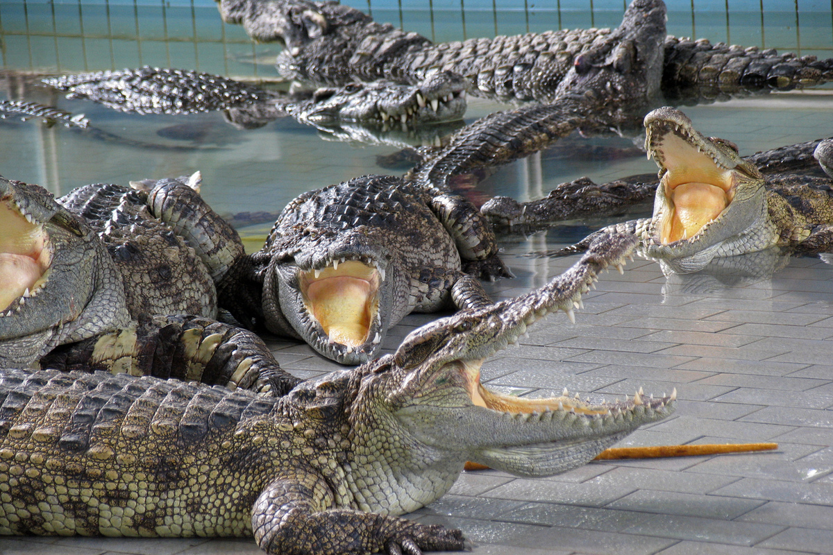 Палеонтологические раскопки