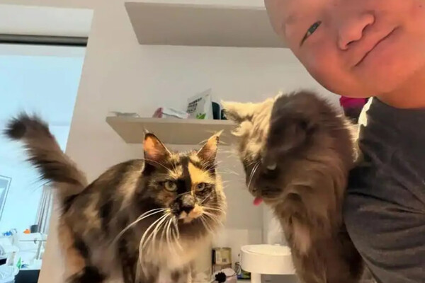 Счастливый кот