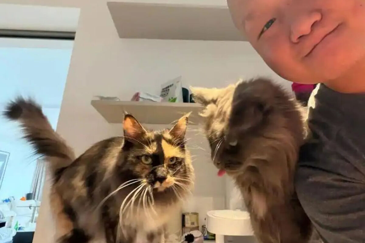 Кошка смотрит на заработок хозяина