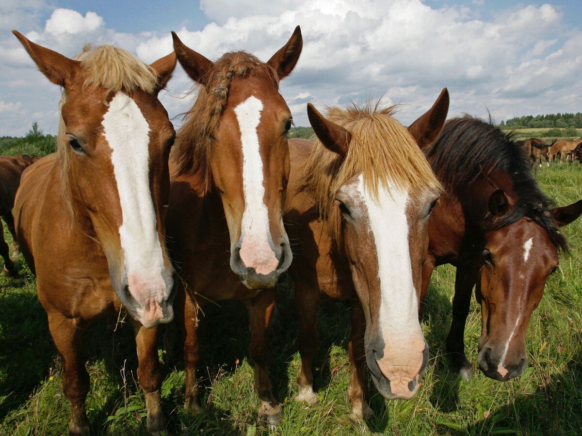 Лошадь МЧС на заслуженном отдыхе
