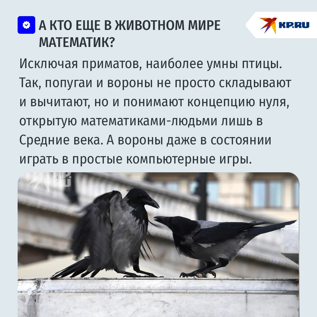 Длинношеие математики из Барселоны занимаются сложением в уме
