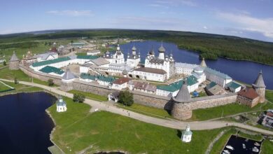 Тайная жизнь старовозрастных лесов Русского Севера с изображением грибов