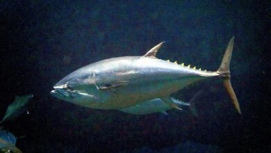 Гигантские тунцы на пляже Сахалина с туристами в плавательных костюмах