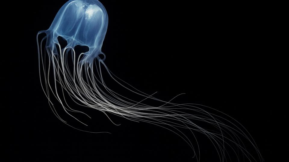 Секретный ингредиент гениальности: как медузы из Азовского моря взялись за ремонт человеческого мозга