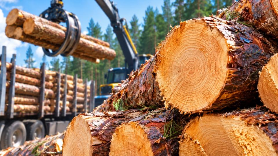 Спиленные бревна и лесозаготовительная техника