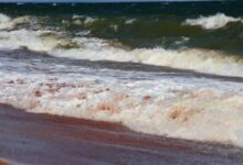 Изображение, иллюстрирующее проблему желейной лихорадки в Азовском море