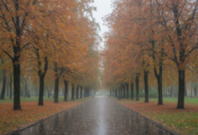Цифровые березки в лесу Башкортостана с элементами технологического оформления