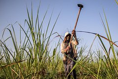 Изображение сахарного тростника, используемого для исследования его свойств для здоровья сердца.