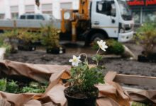 Цветущий проспект Ленина в Мурманске, оазис среди вечной мерзлоты