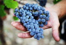 Уникальные российские виноградные лозы в бокале