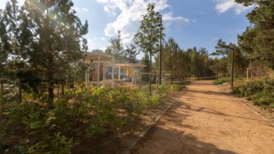 Пейзаж парка в Екатеринбурге, напоминающий Мальдивы, среди берез.